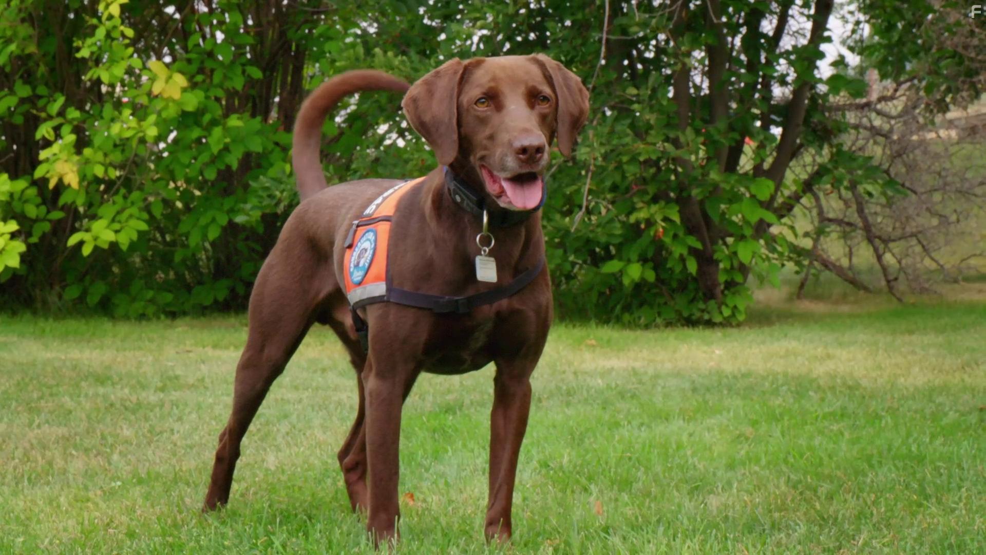 Dogs with Extraordinary Jobs: The Scent Detectives