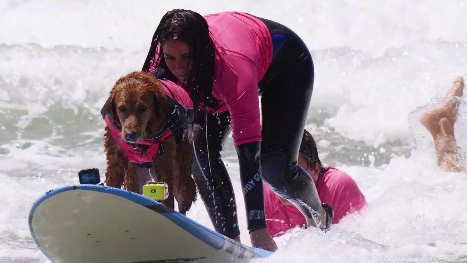 Dogs with Extraordinary Jobs: The Partners (2019)