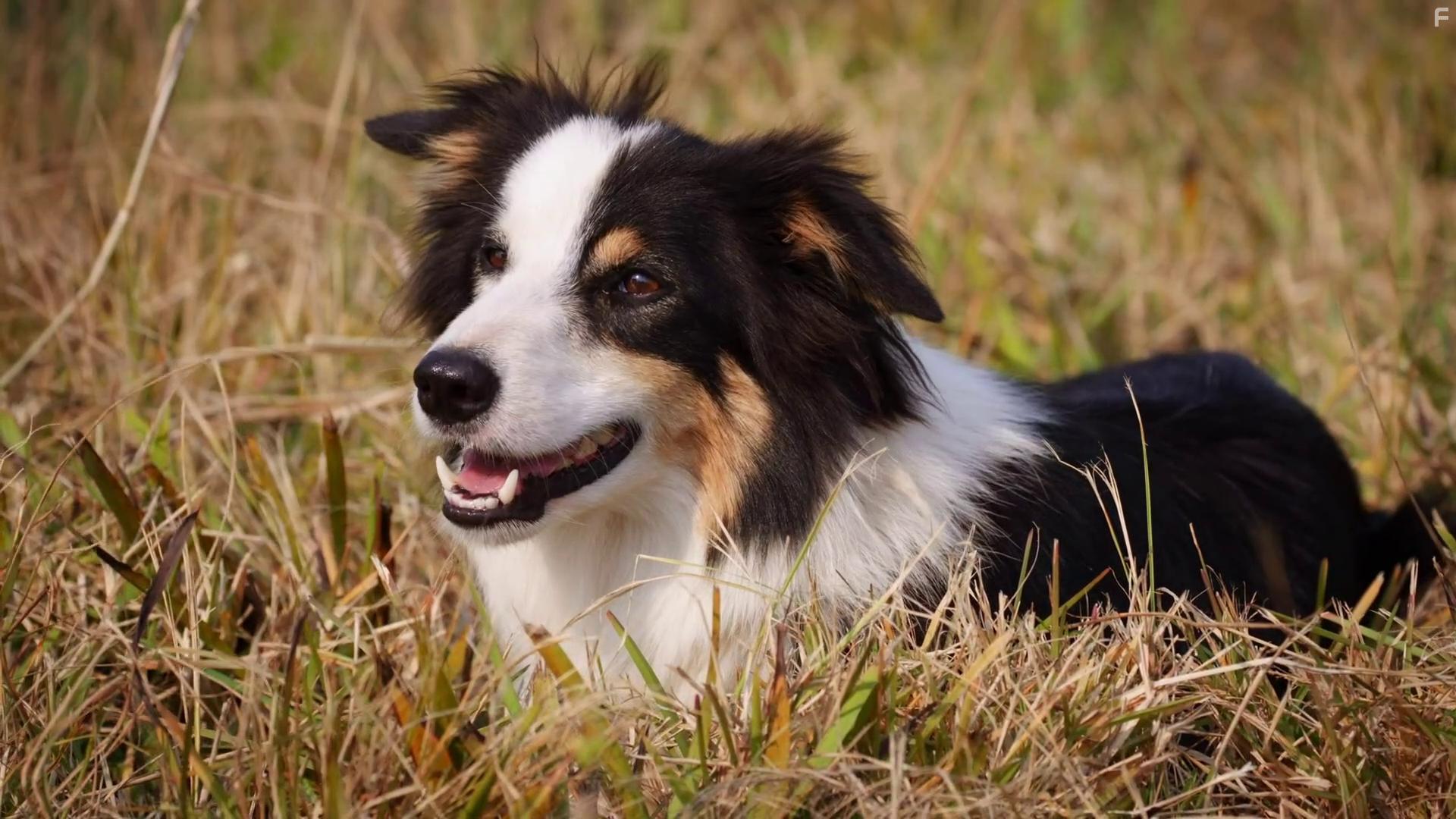 Dogs with Extraordinary Jobs: The Lifesavers