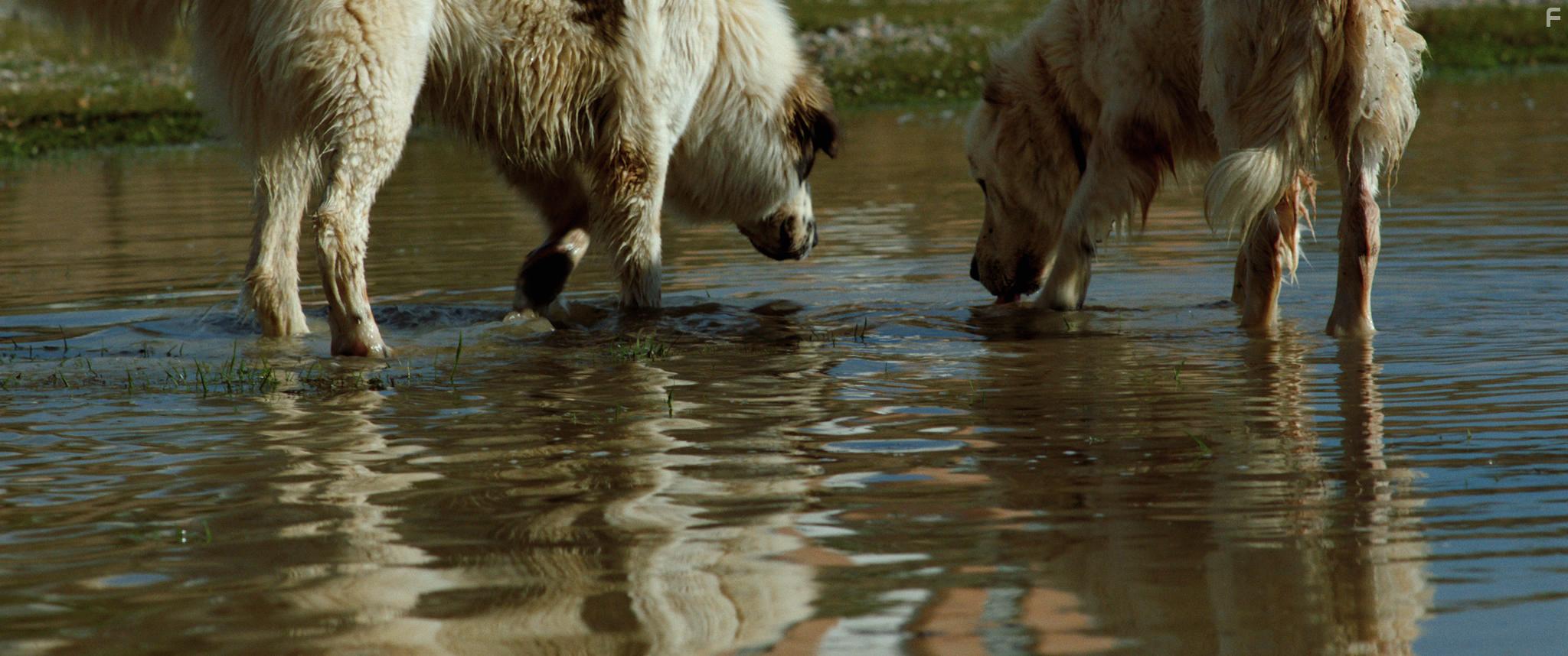 Dimitris Lalos, Penelope Tsilika, and Janis Rafailidou in Kala azar (2020)