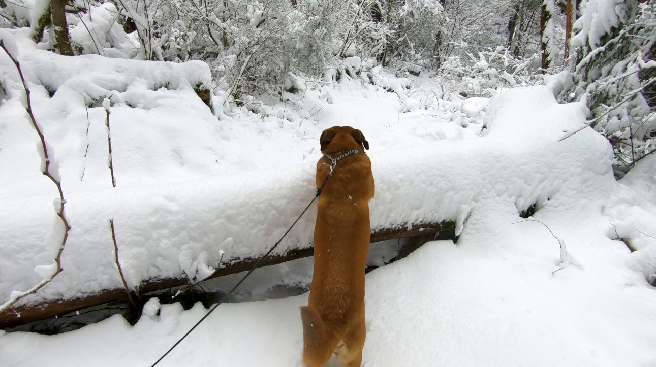 Sophia in Soul Pursuit (2021)