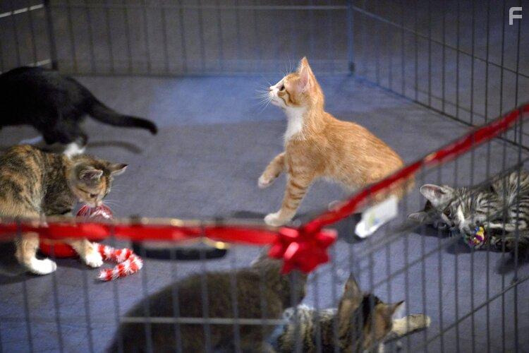 The Nine Kittens of Christmas (2021)