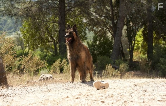 Бешеные псы (2011)