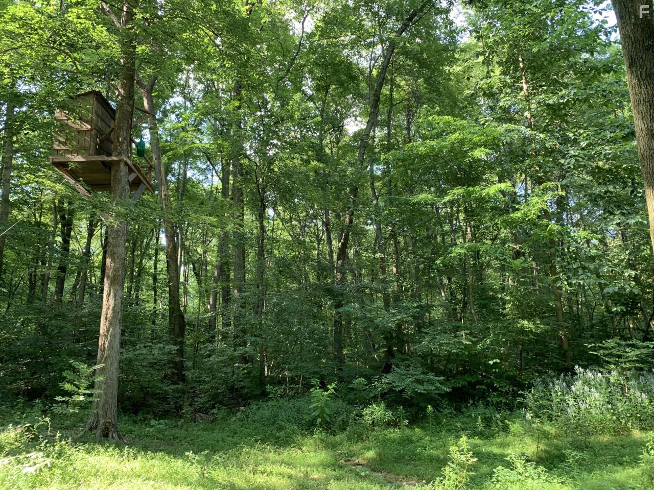 Jack and the Treehouse (2021)