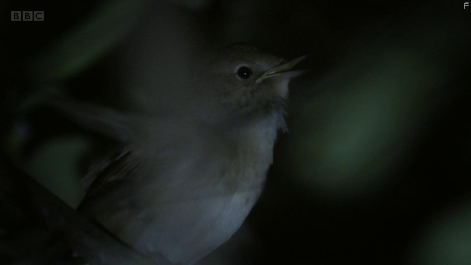 Attenborough's Wonder of Song (2022)