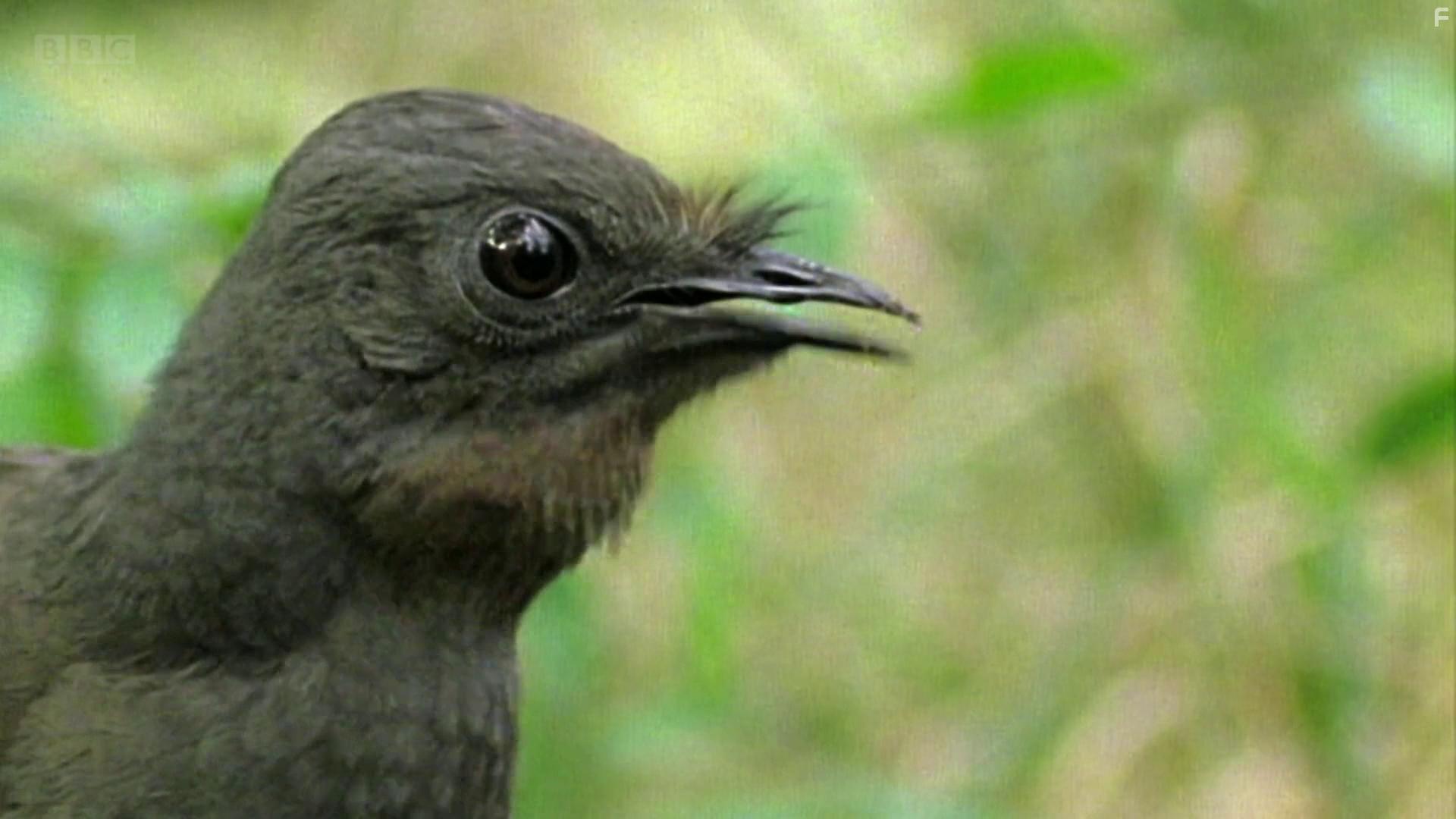 Attenborough's Wonder of Song (2022)