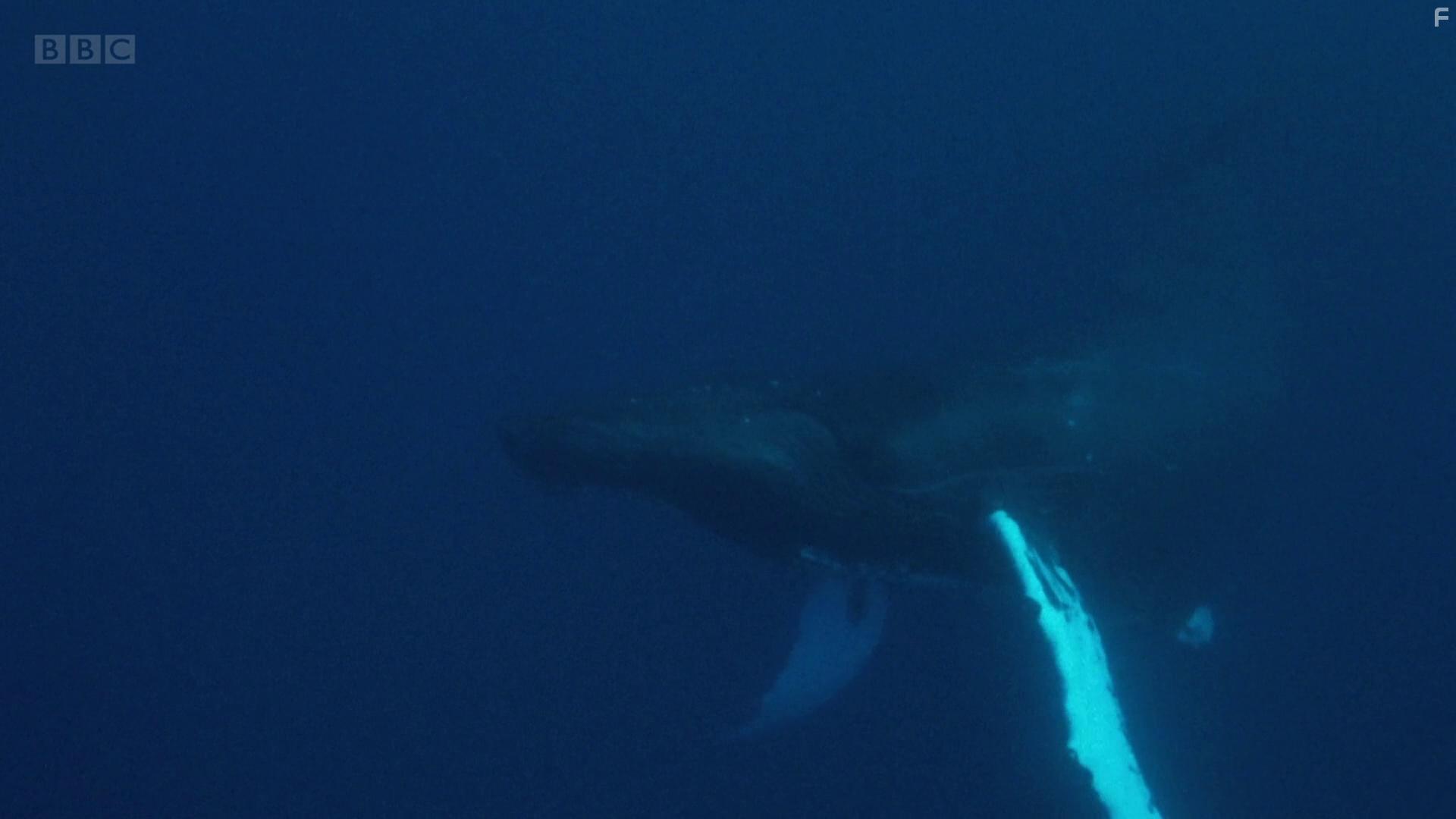 Attenborough's Wonder of Song (2022)