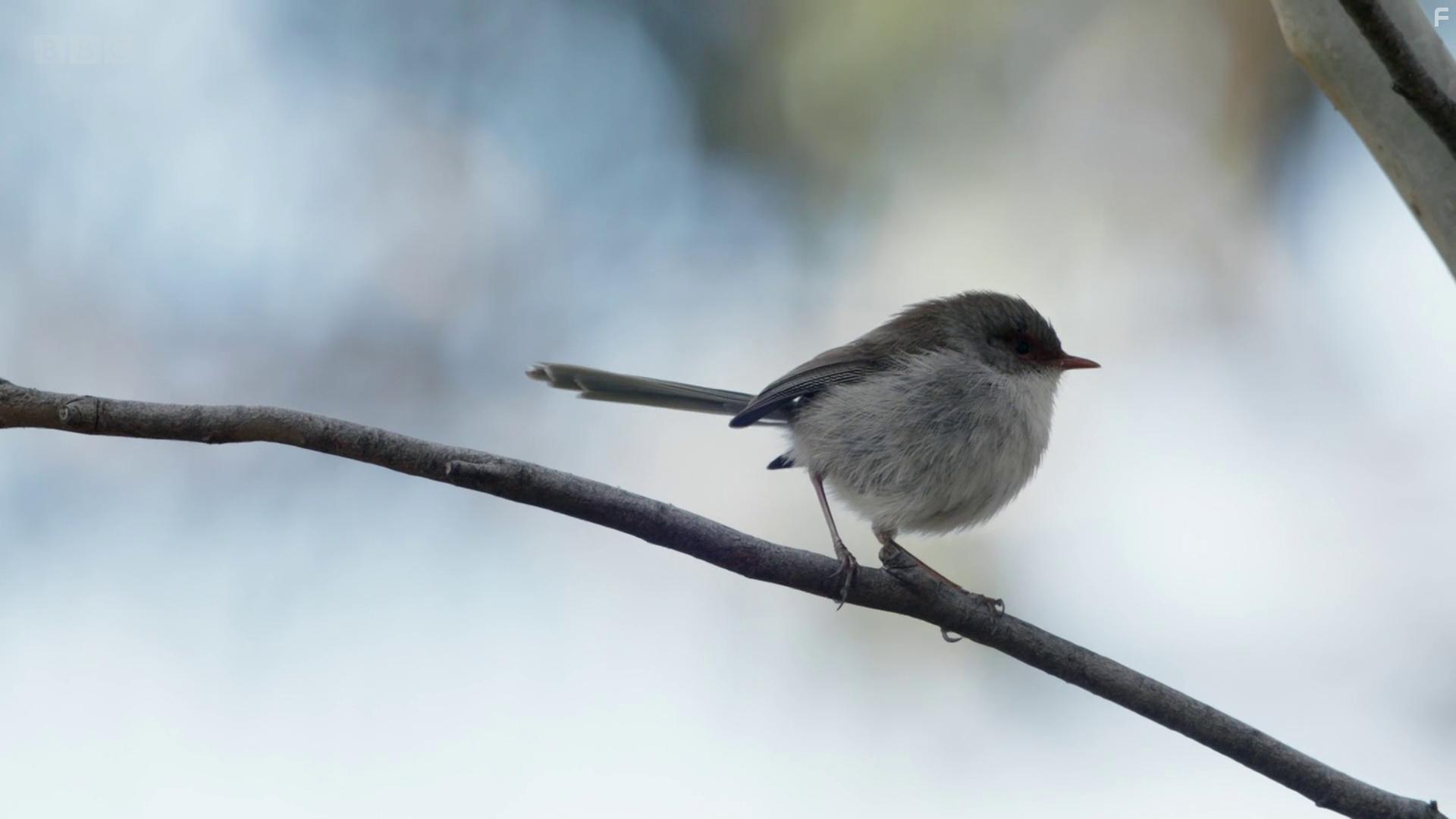 Attenborough's Wonder of Song (2022)