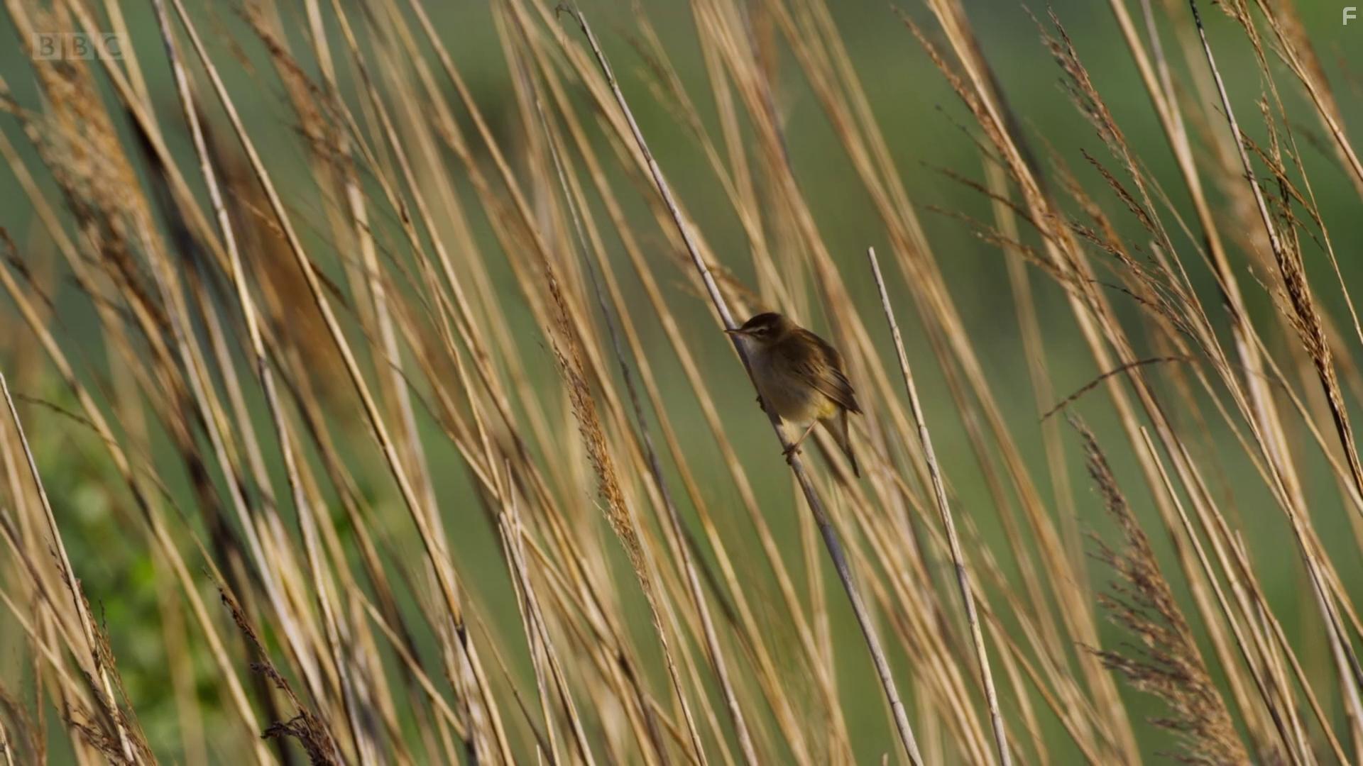 Attenborough's Wonder of Song (2022)