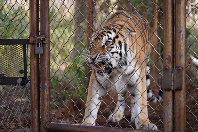 The Tiger Rising (2022)