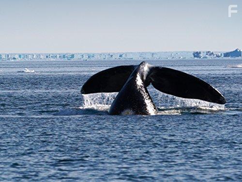 Arctic Secrets (2016)