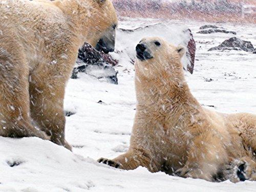 Тайны Арктики