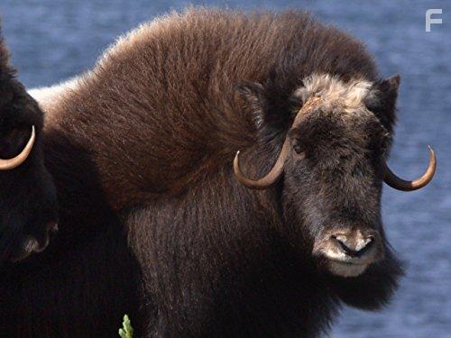 Arctic Secrets (2016)