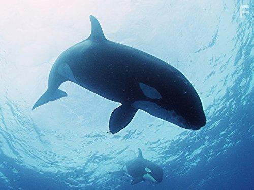 Arctic Secrets (2016)