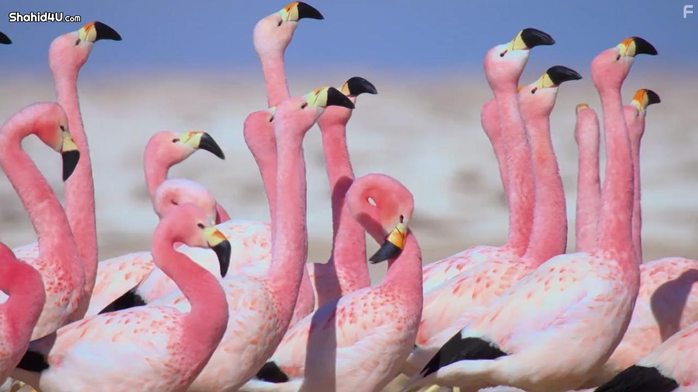 Life in Colour (2021)