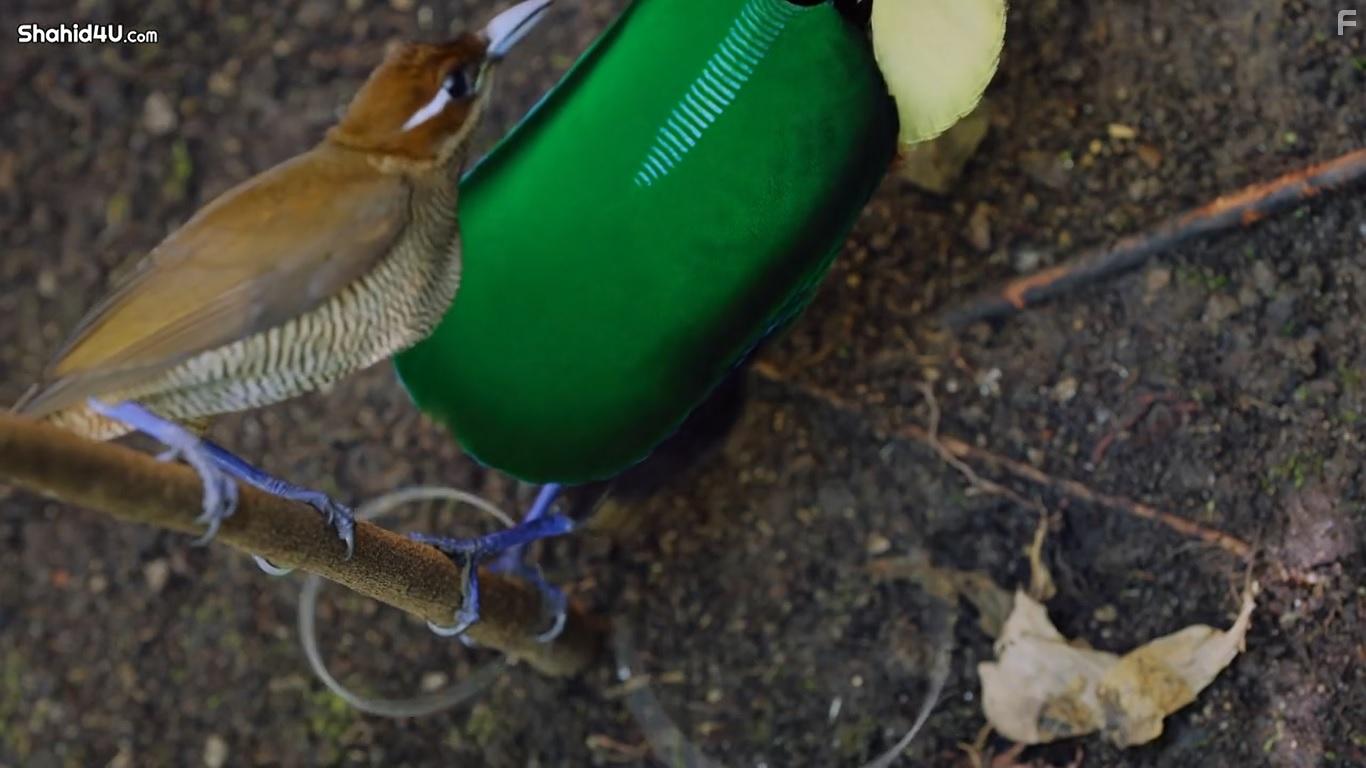 Life in Colour (2021)