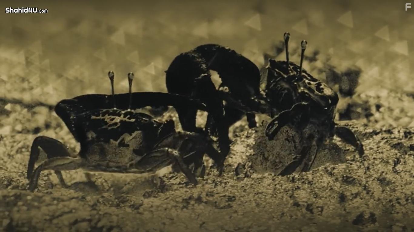 Life in Colour (2021)