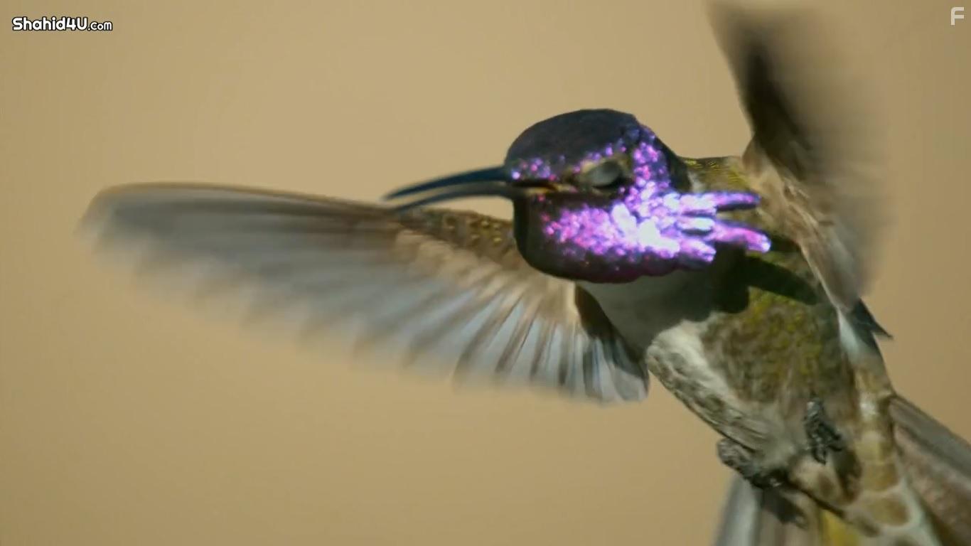 Life in Colour (2021)