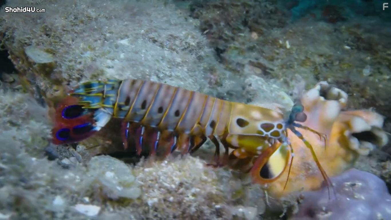 Life in Colour (2021)