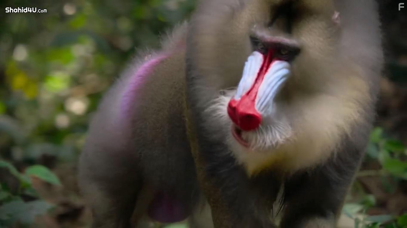 Life in Colour (2021)