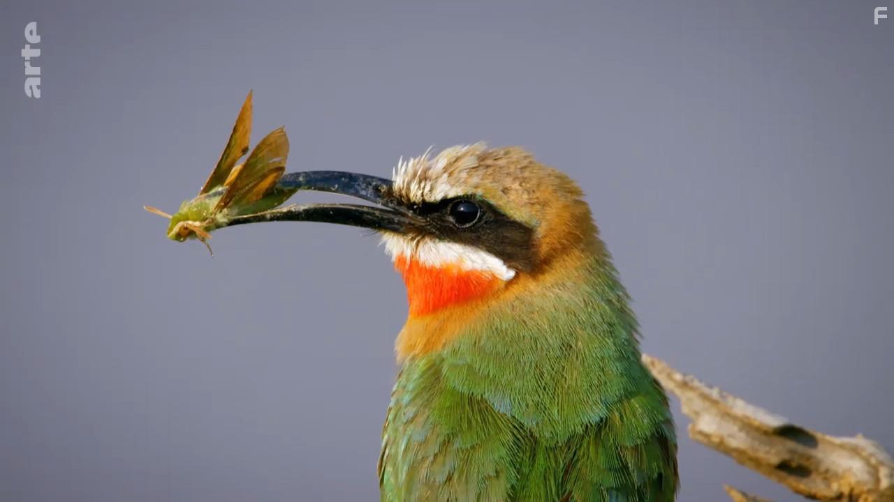 A Wild Year on Earth (2020)