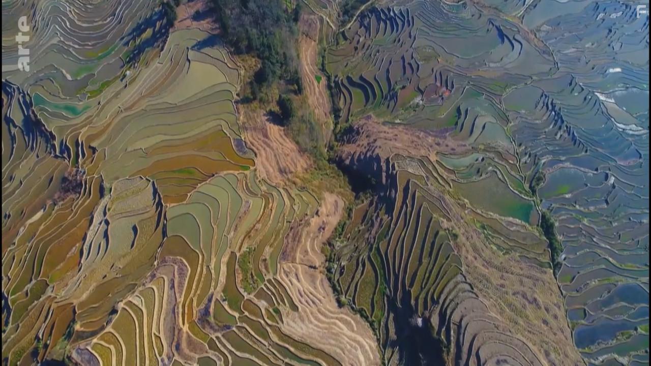 A Wild Year on Earth (2020)