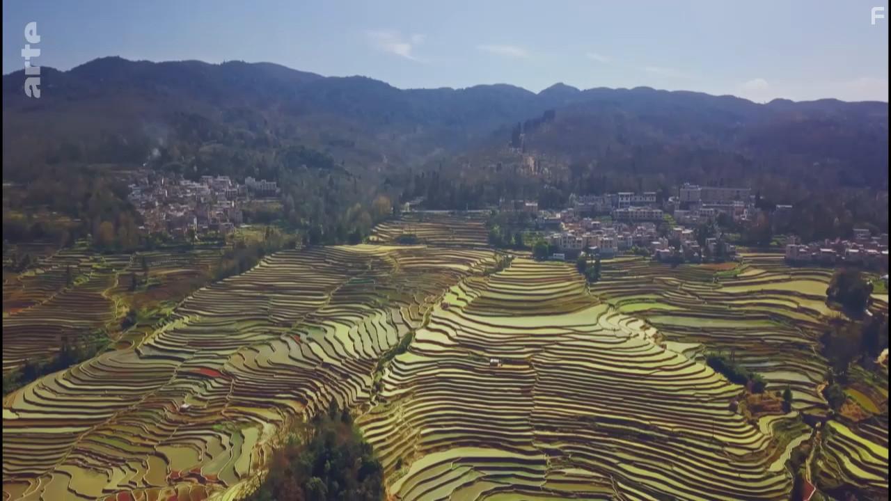 A Wild Year on Earth (2020)