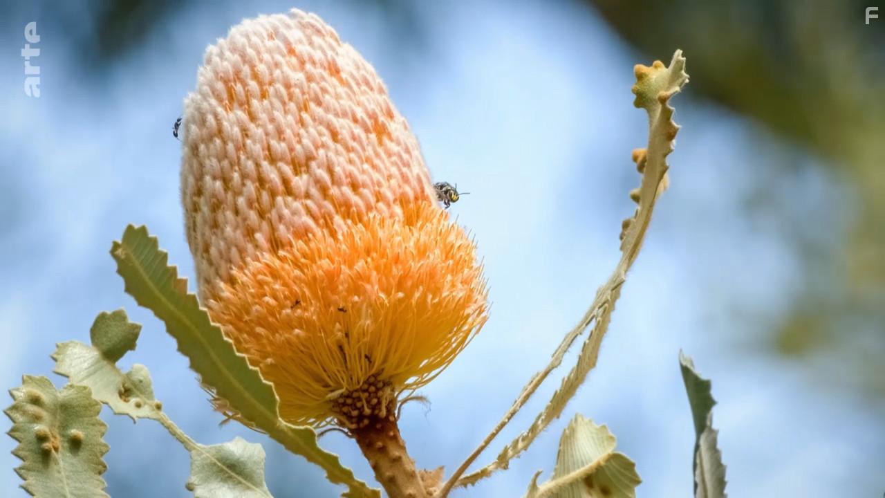 A Wild Year on Earth (2020)