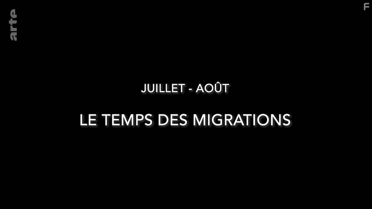 A Wild Year on Earth (2020)