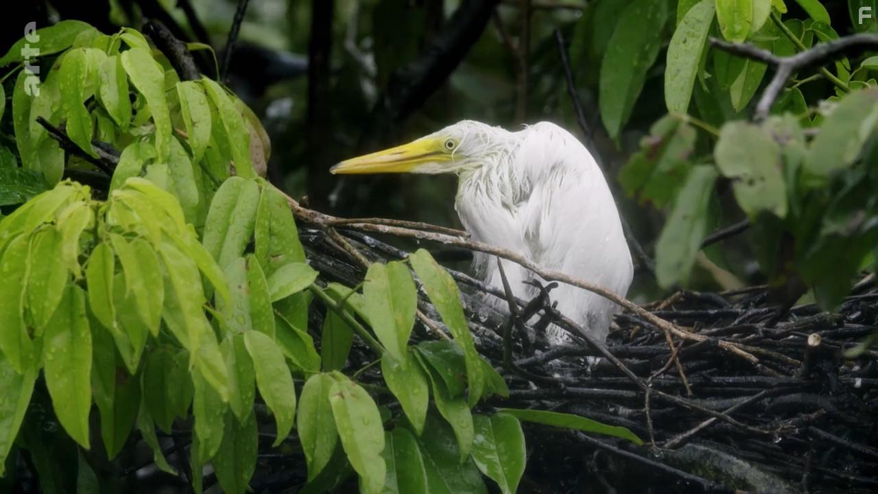 A Wild Year on Earth (2020)