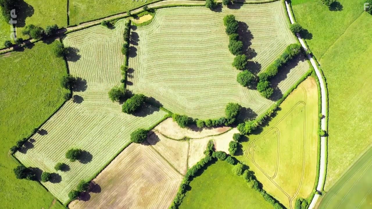 Дикий год на Земле