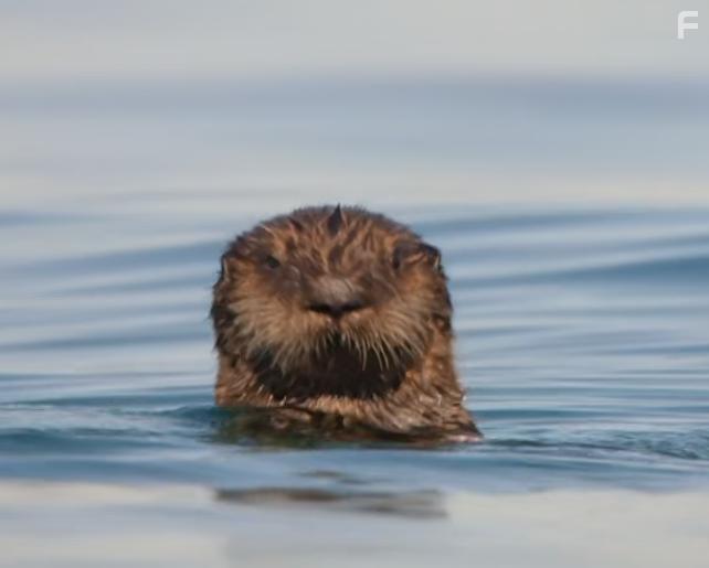 Animal Babies: First Year on Earth (2019)