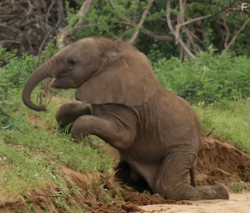 Animal Babies: First Year on Earth (2019)