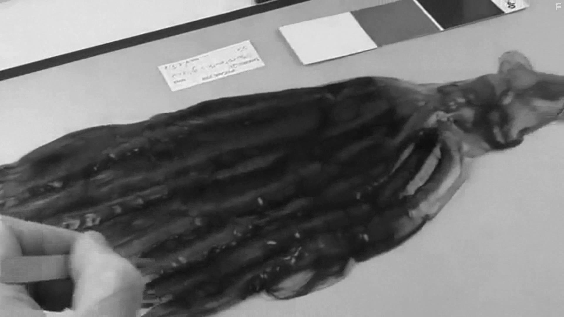 At the Mountains of Madness (2021)