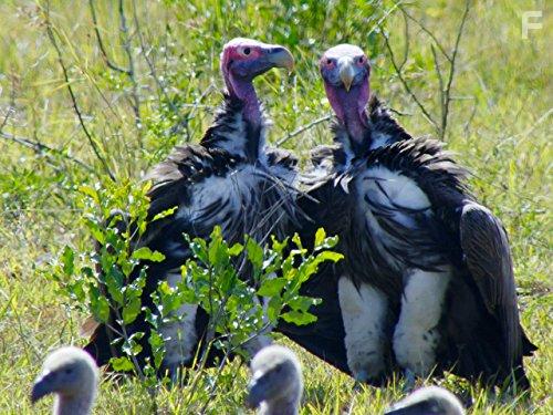 Great Parks of Africa (2016)