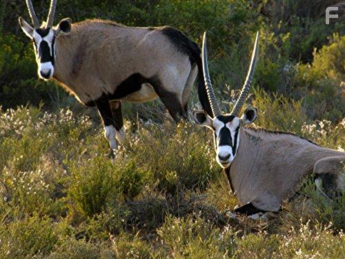 Great Parks of Africa (2016)