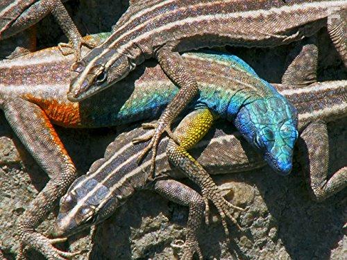 Great Parks of Africa (2016)