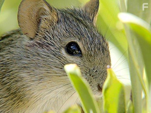 Great Parks of Africa (2016)