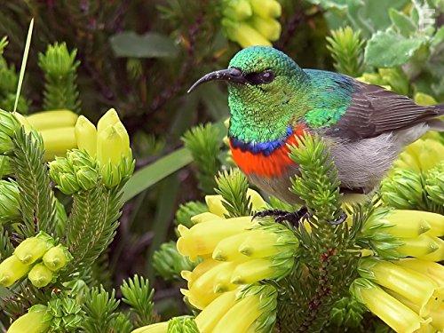 Great Parks of Africa (2016)