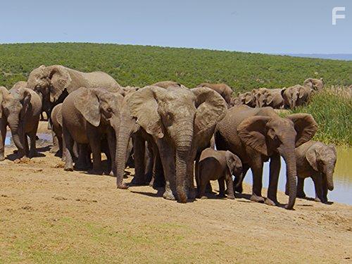 Great Parks of Africa (2016)