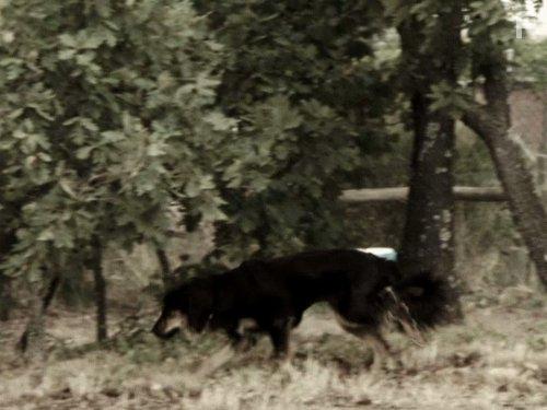 Cesar Millan's Leader of the Pack (2012)