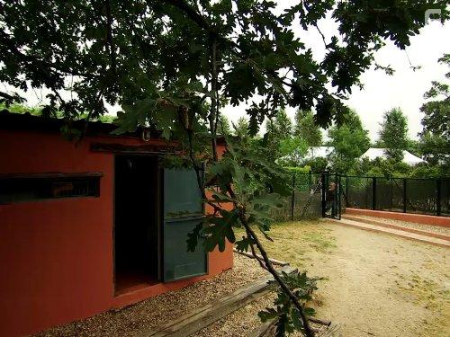 Cesar Millan's Leader of the Pack (2012)