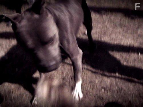 Cesar Millan's Leader of the Pack (2012)