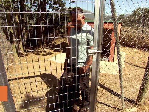 Cesar Millan's Leader of the Pack (2012)