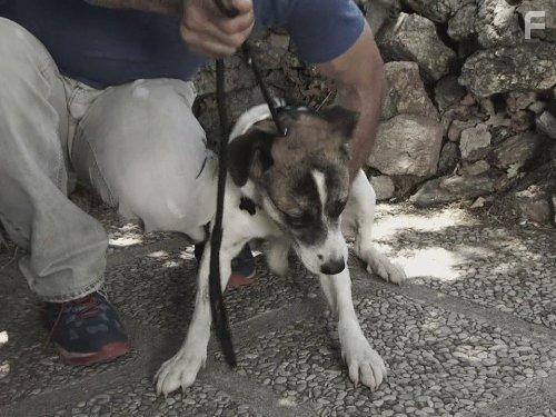 Cesar Millan's Leader of the Pack (2012)