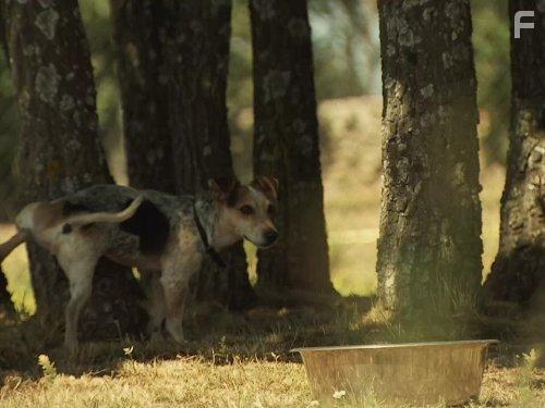 Cesar Millan's Leader of the Pack (2012)