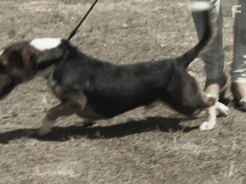 Cesar Millan's Leader of the Pack (2012)