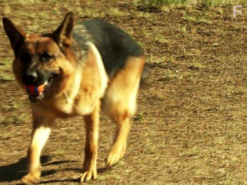 Cesar Millan's Leader of the Pack (2012)