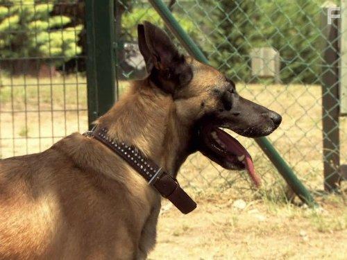 Cesar Millan's Leader of the Pack (2012)