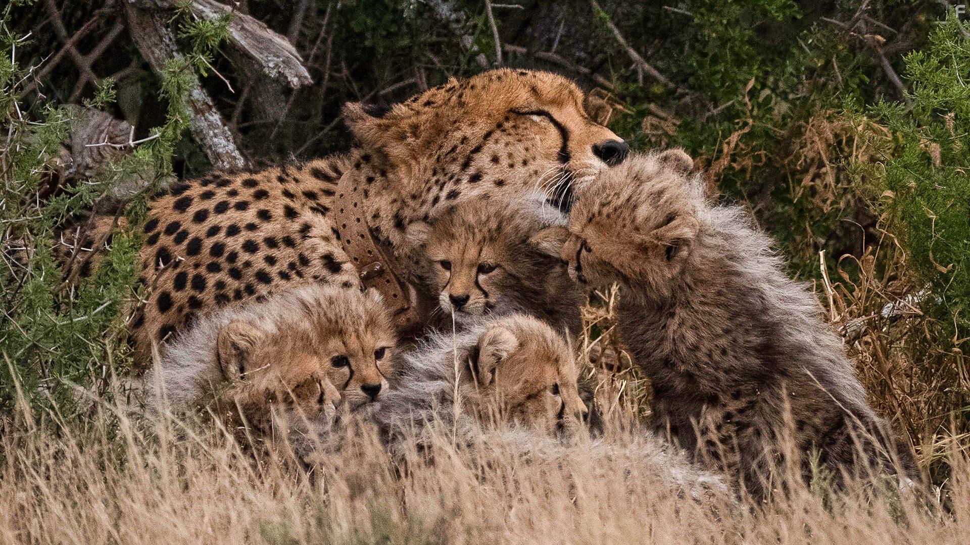 Cheetah Family & Me (2021)